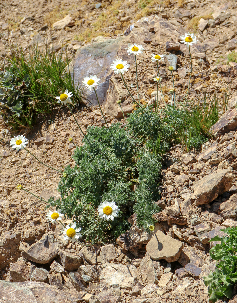 Cota melanoloma (Cota melanoloma)