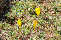 Crocus scharojanii