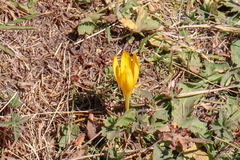 Crocus scharojanii