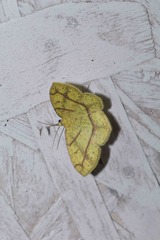 Periclina syctaria