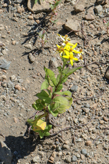 Senecio propinquus