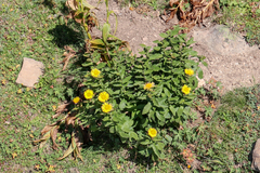 Inula