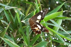 Oxeoschistus tauropolis tauropolis