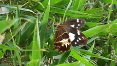 Oxeoschistus tauropolis tauropolis