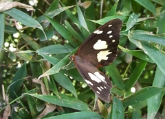 Oxeoschistus tauropolis tauropolis