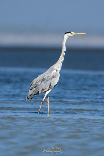 Grey Heron