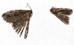 Alucita montana