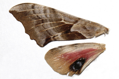 Smerinthus saliceti