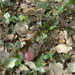 Trifolium physodes - Photo (c) יאיר אור, algunos derechos reservados (CC BY-NC-SA), subido por יאיר אור