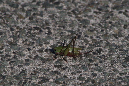 kobylka hryzavá (Decticus verrucivorus)