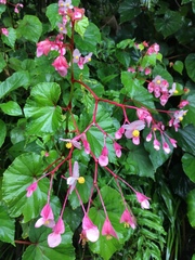 Begonia grandis