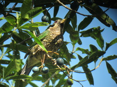 Ailuroedus maculosus