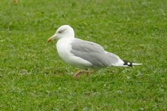 Larus michahellis