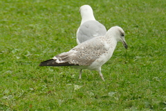 Larus michahellis