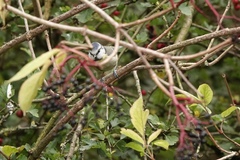 Cyanistes caeruleus