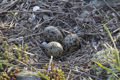 Haematopus ostralegus