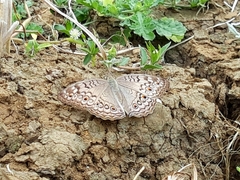 Junonia atlites