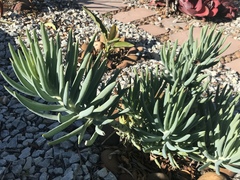 Senecio vitalis