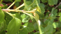 Plectranthus verticillatus
