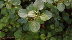 Plectranthus verticillatus