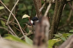 Periparus ater