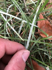 Festuca filiformis