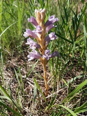 Phelipanche arenaria