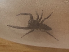 Platycryptus undatus