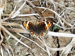 Junonia orithya