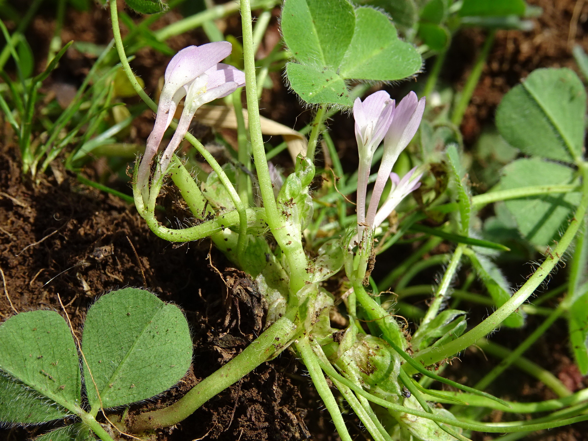 Trifolium israeliticum