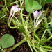 Trifolium israeliticum - Photo (c) יאיר אור, osa oikeuksista pidätetään (CC BY-NC-SA), lähettänyt יאיר אור