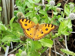 Junonia almana