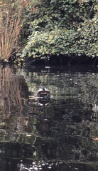 Pseudemys rubriventris