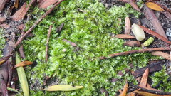 Vesicularia galerulata