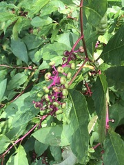 Phytolacca americana