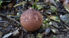 Geastrum