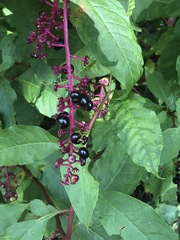 Phytolacca americana