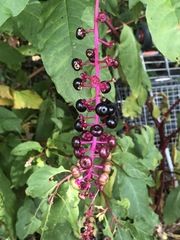 Phytolacca americana