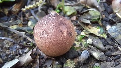 Geastrum