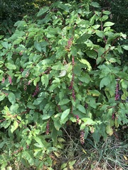 Phytolacca americana