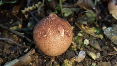 Geastrum