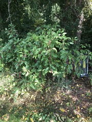 Phytolacca americana