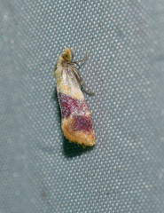 Diceratura ostrinana