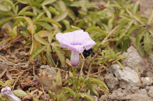 Ipomoea cairica