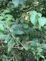 Lonicera maackii
