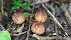 Geastrum