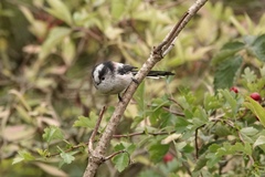 Aegithalos caudatus