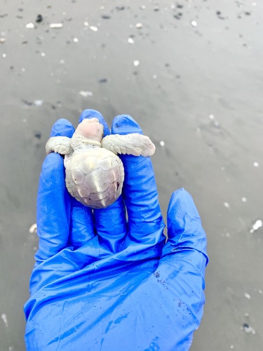 Loggerhead Sea Turtle photographed in South Carolina