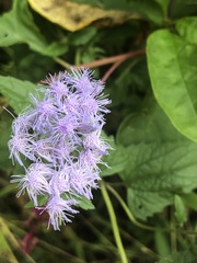 Conoclinium coelestinum