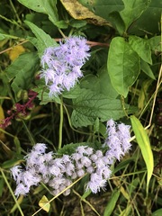 Conoclinium coelestinum